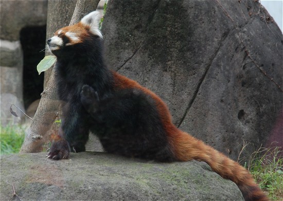 天王寺動物園　レッサーパンダ